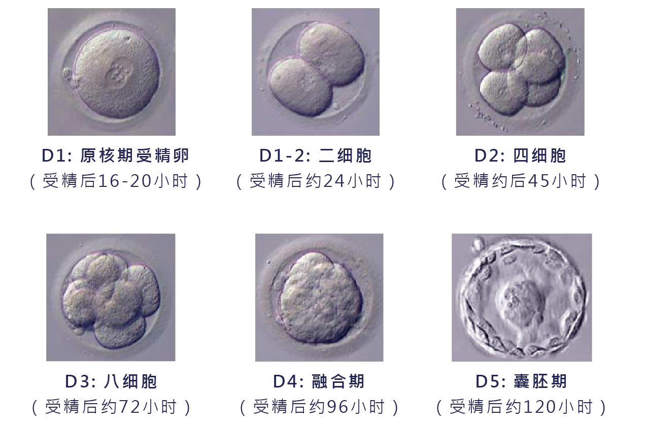 囊胚培养2.jpg